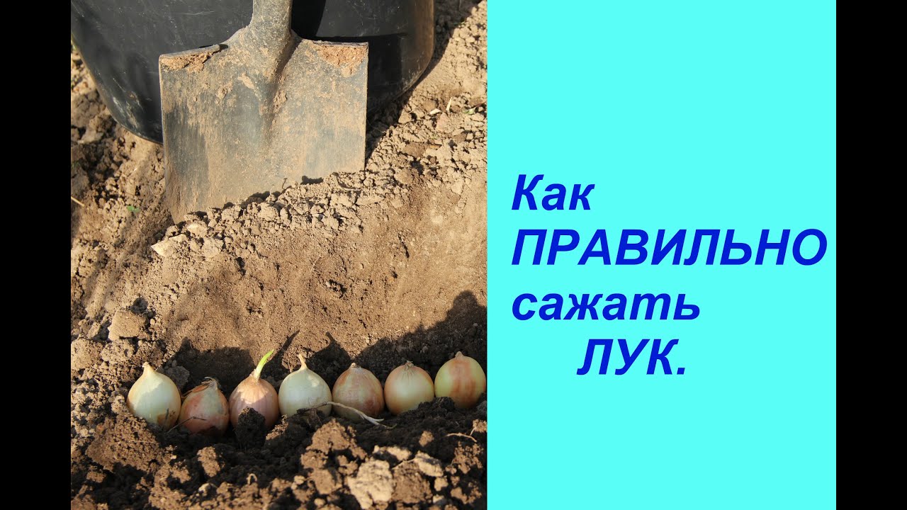 Как сажать репчатый лук под зиму 83