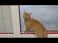Funny cat compilation