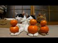 Funny cat compilation