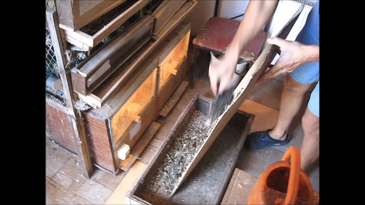 Содержание перепелов. quail keeping. - funbox.pk video galle.