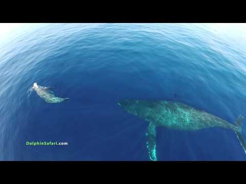 Drones Over Dolphin Stampede and Whales off Dana Point and Maui