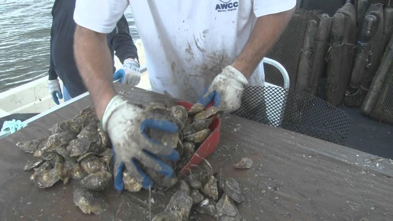 New Way to Grow Oysters YouTube