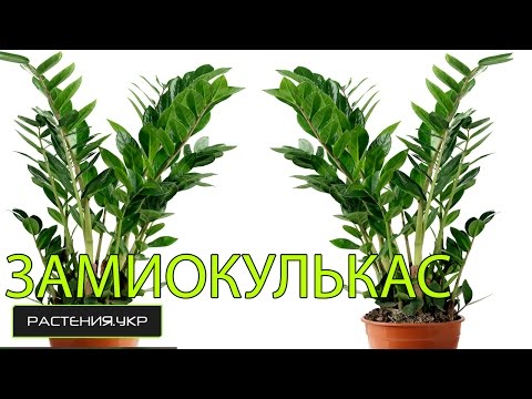 Как рассадить долларовое дерево в домашних условиях Как рассадить долларовое дерево в домашних условиях