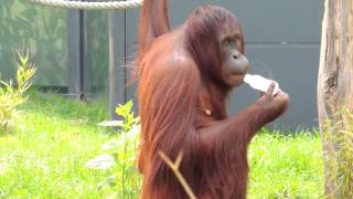 Orangutan Drinking Water From Bottle