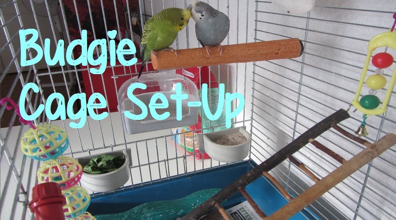 Budgie/Parakeet Cage SetUp YouTube