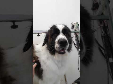 Cute funny dogs grooming complilation