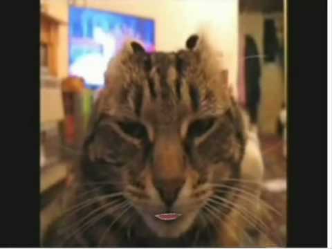 funny farts. fart, funny farting cat