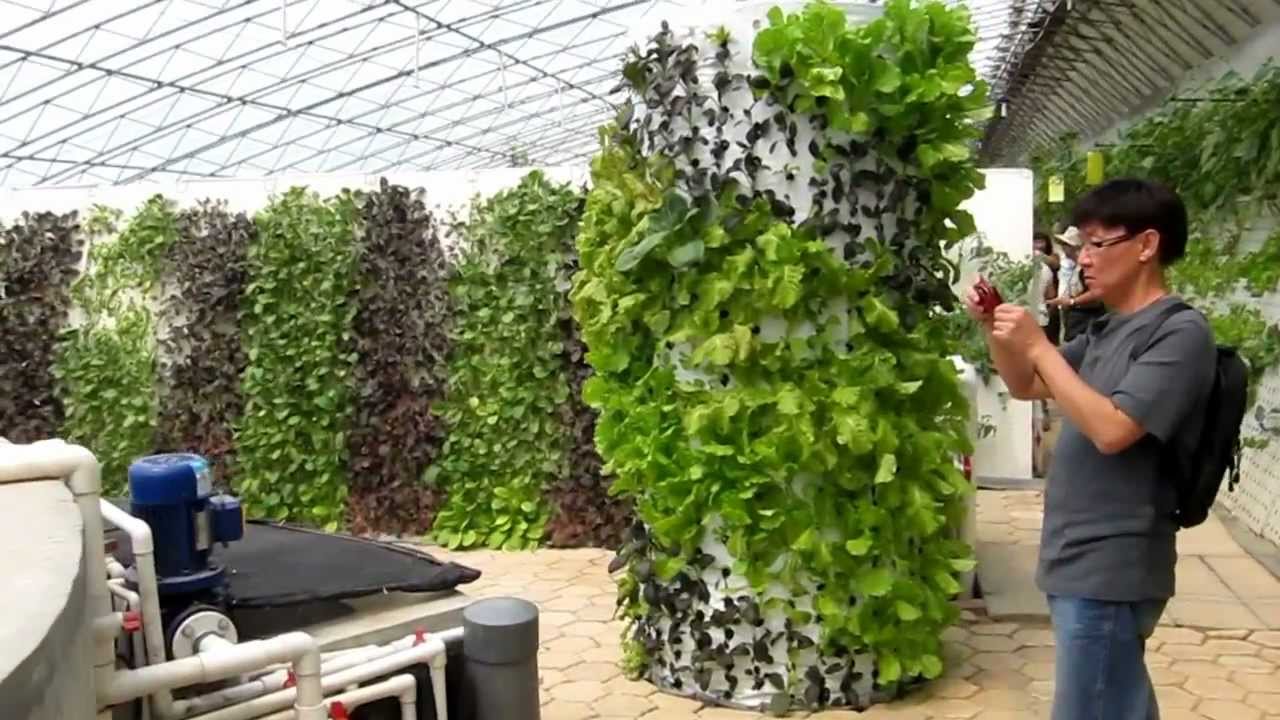 AAAP Aquaponics Community Farming 2 - YouTube