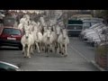 TransHumance - Teaser ©Théâtre du Centaure