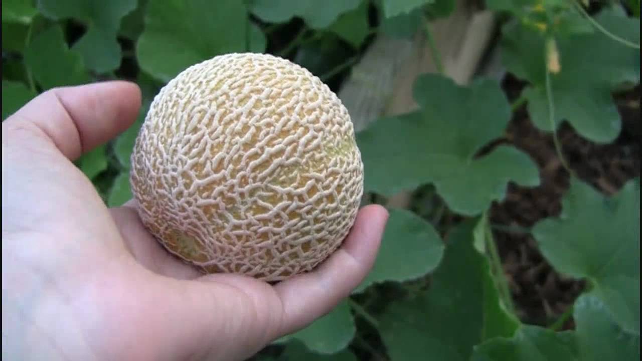 Melons, Melons, Melons! Vertical Melons! YouTube