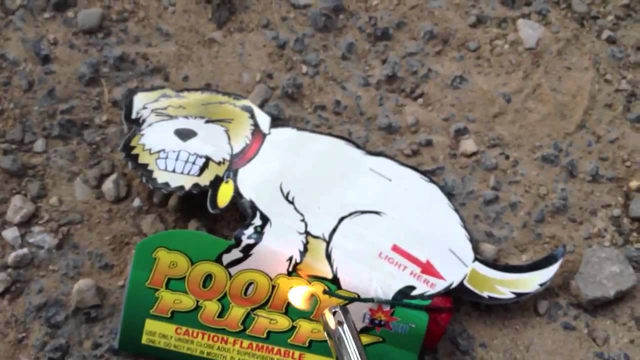 poopy puppy poopy puppy firework poopy puppy poopy puppy firework