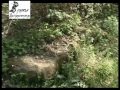 Έθιμα μετά το Πάσχα στο Ρήγιο Διδυμοτείχου και στα Πετρωτά