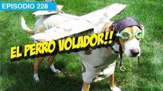 El Perro Volador! l whatdafaqshow.com