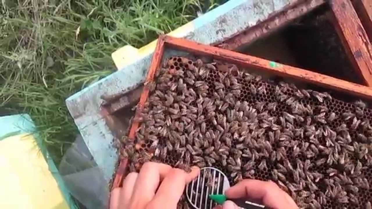 Метки для маток своими руками Метки для маток своими руками