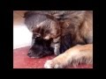 Jeux entre chien et chat :  Fada et Ewen