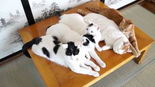 131001 テーブルの上の5匹　Five cats on the table