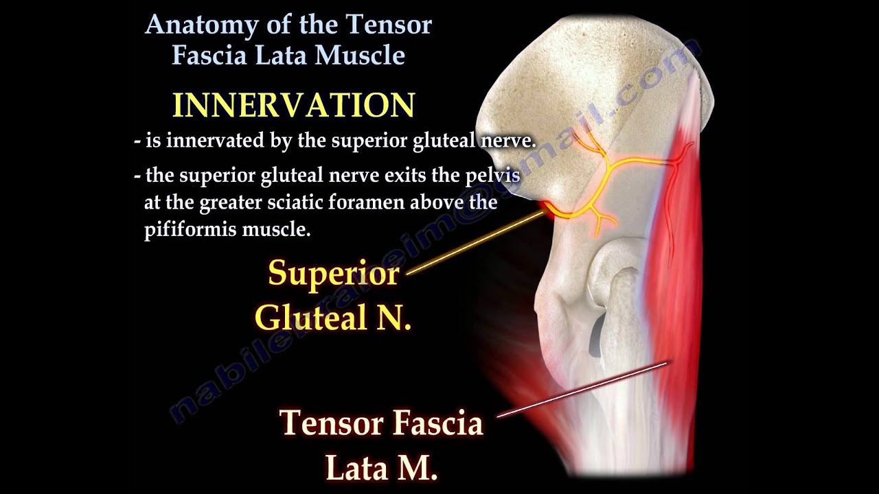 Anatomy of the Tensor Fascia Lata Muscle - Everything You Need To Know