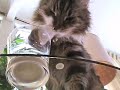 The Noisy Drinking Cat (the om nom nom cat)
