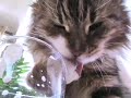The Noisy Drinking Cat (the om nom nom cat)