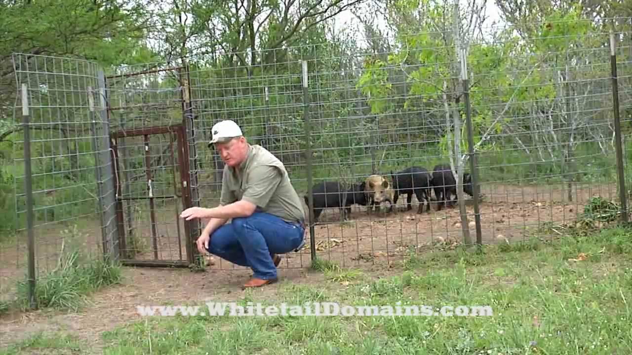 Home-Made Hog Trap and Pen - YouTube