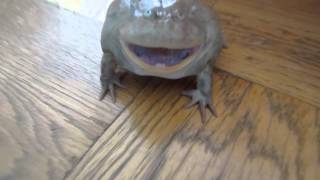 凄い声のバジェットガエル　Screaming　Budgett's　frog