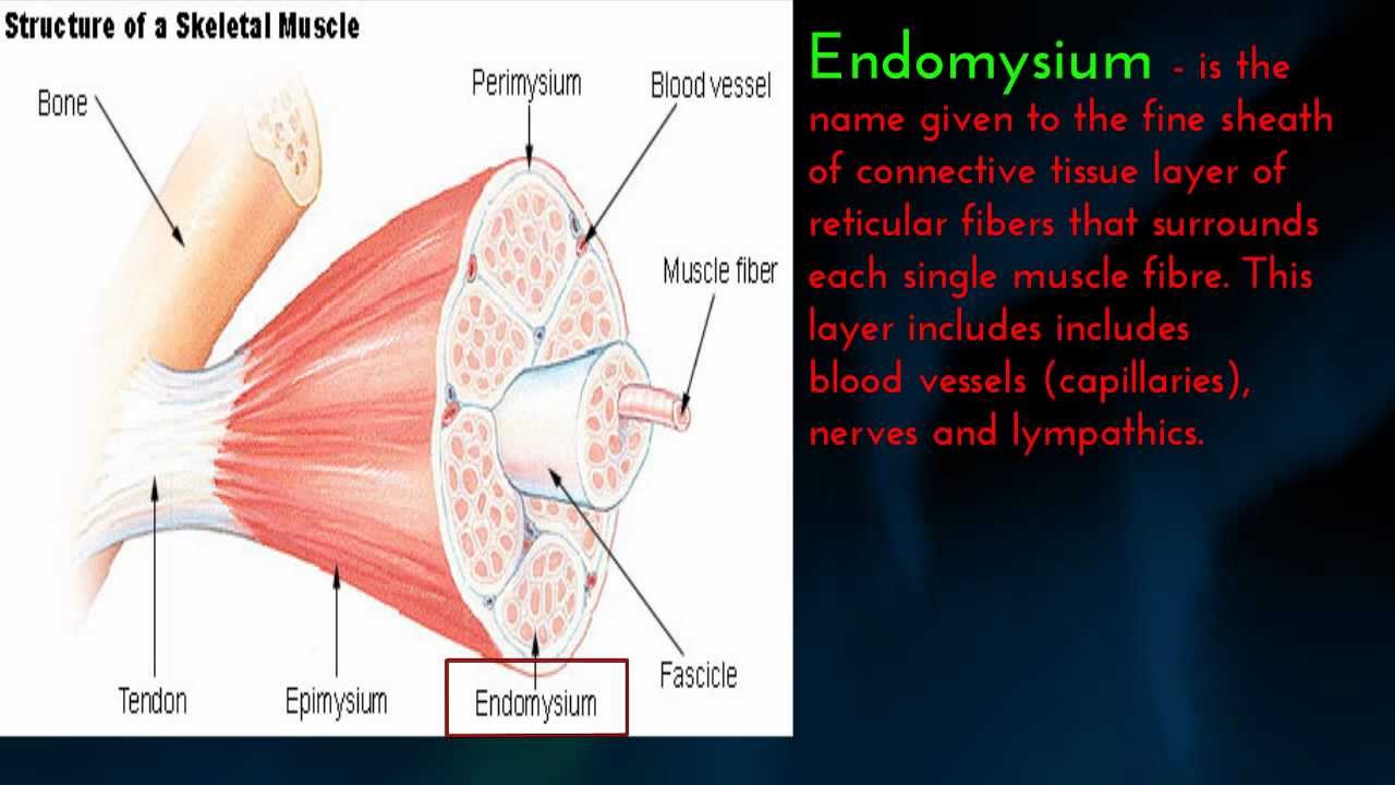 Human Muscle - Epimysium, Perimysium, and Endomysium - YouTube