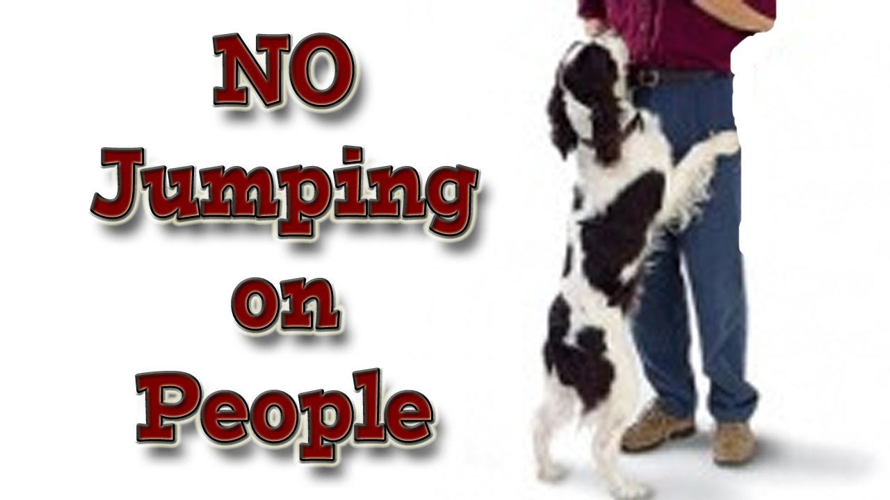 ... teach your dog not to jump up on people! - clicker training - YouTube