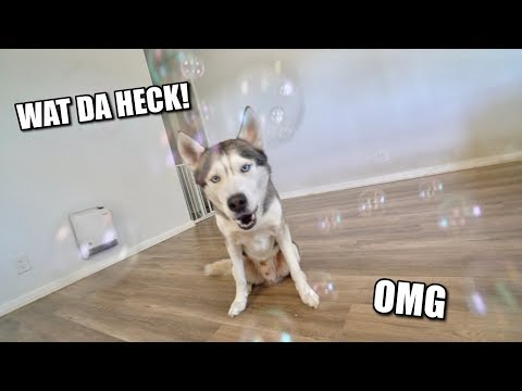 My Husky Reacts to Bubble Machine Blower!