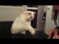 Chat qui miaule bizarrement