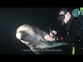 Dolphin Rescue Hawaii.mp4