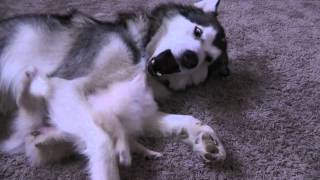 Pomeranian vs. Malamute II, The Rematch