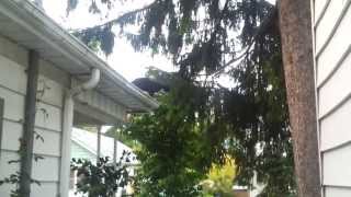 Cat Jumps from Roof to Tree, Absolutely Amazing!