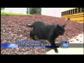 Wash. cat school-crossing-guard video goes viral