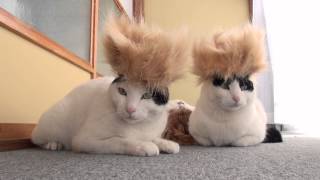 モヒカン2　Mohawk cat