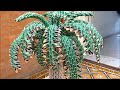 2 - Palmera - Origami 3D