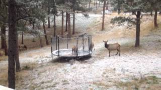 Elk on our Trampoline