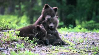 Baby bear cubs, playing in the woods