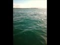 Dauphins dans le port de Pointe A Pitre