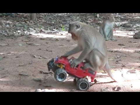 How To Make Fun With Monkeys - Everyday Monkey Funny Videos
