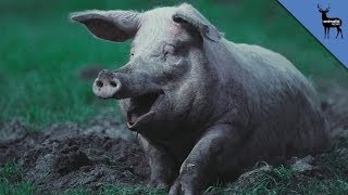 Why Pigs Need Mud