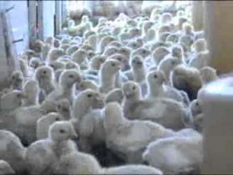 Budidaya Ayam Broiler Anik Tasikmalaya Youtube Budidaya Ayam Broiler Anik Tasikmalaya Youtube