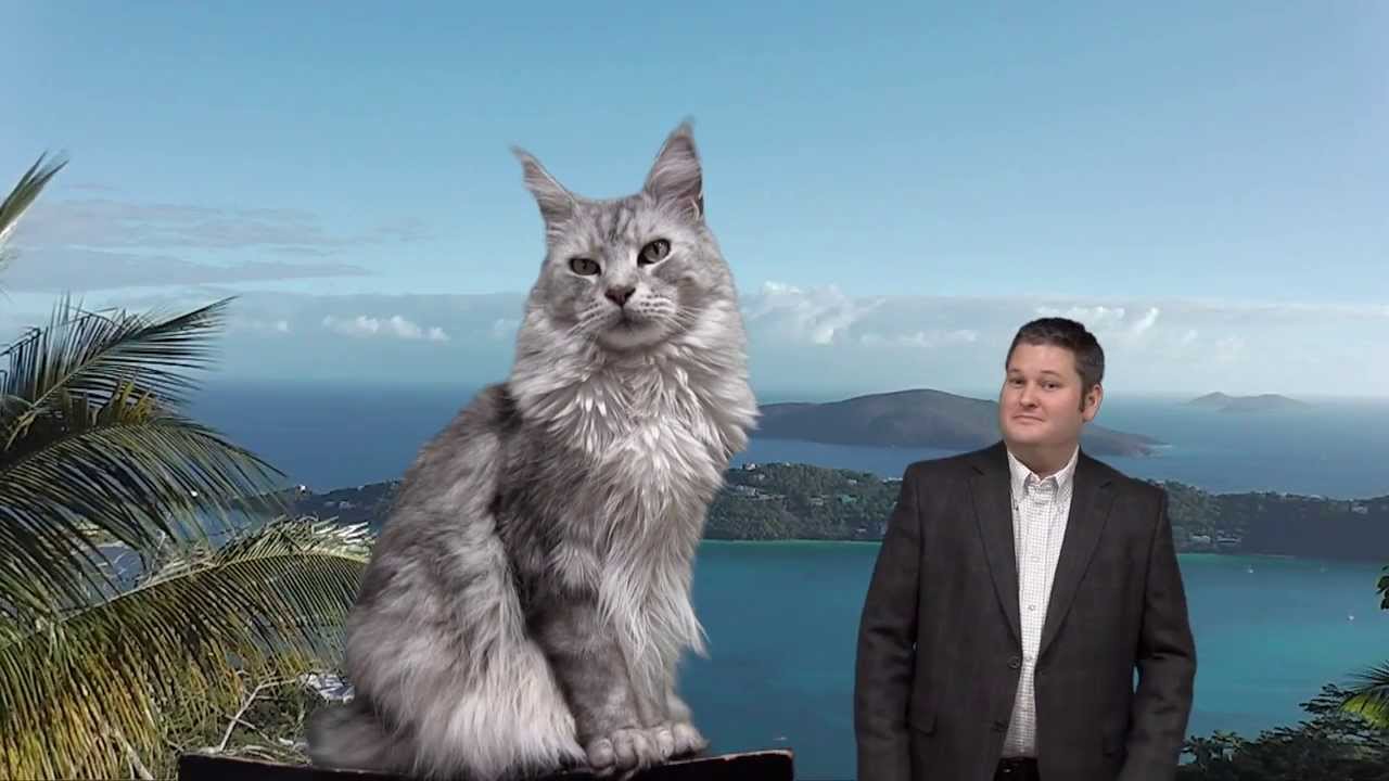 How Big is a Maine Coon Cat? - YouTube