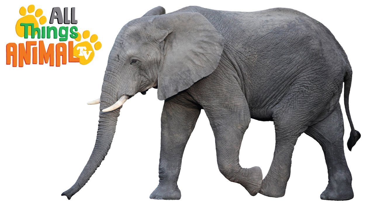 ELEPHANTS: Animals for children. Kids videos. Kindergarten | Preschool