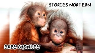 Minute baby monkey -Stories Northern