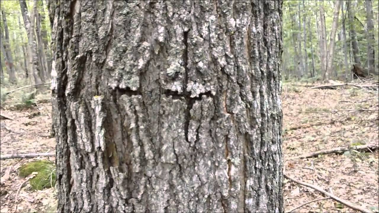 Forester looks for Birdseye Maple YouTube