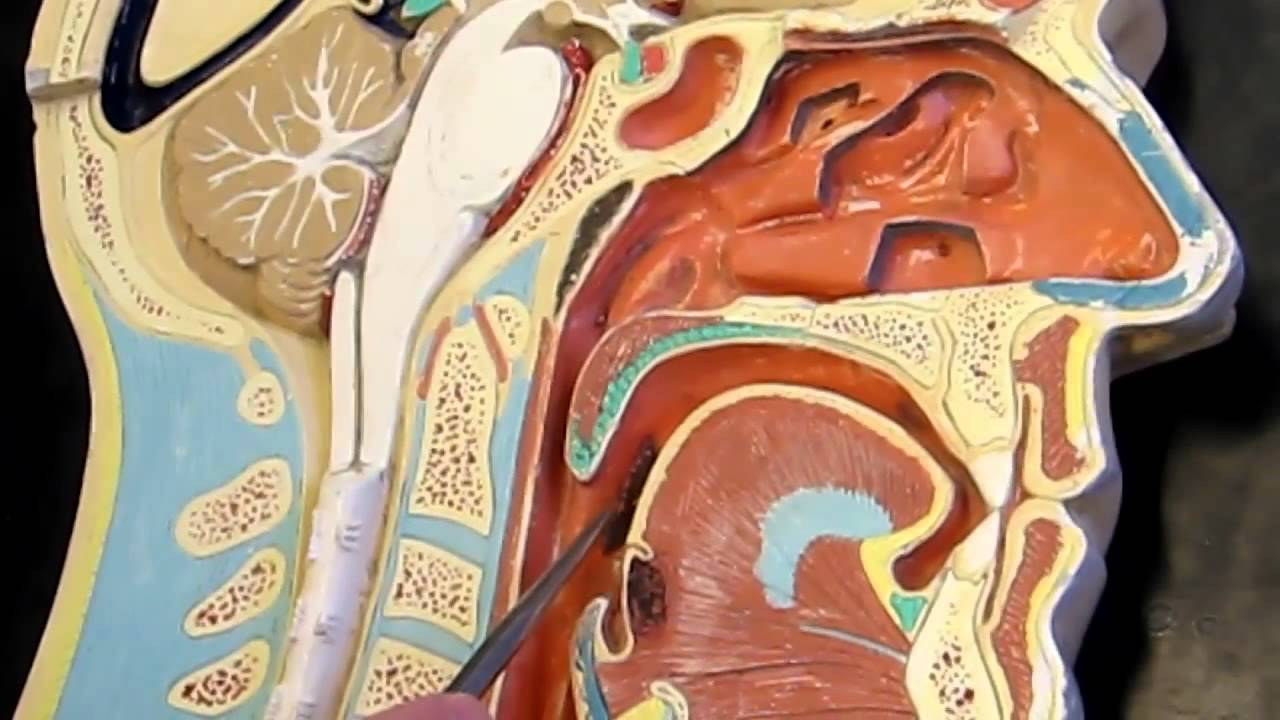 Lab #7 Respiratory Anatomy & Physiology - YouTube