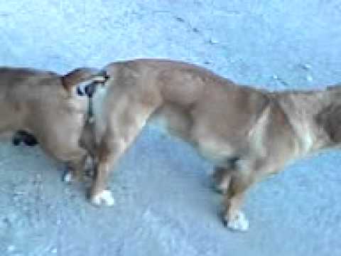 Psa i zene sex (VIDEO) KADA
