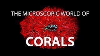 The Microscopic World of Corals | UnderH2O | PBS Digital Studios