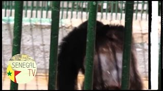 regardez le singe qui danse le  mbalakh pour avoir à manger