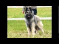 ECHO DES LOUPS DE LA TIARDE.wmv